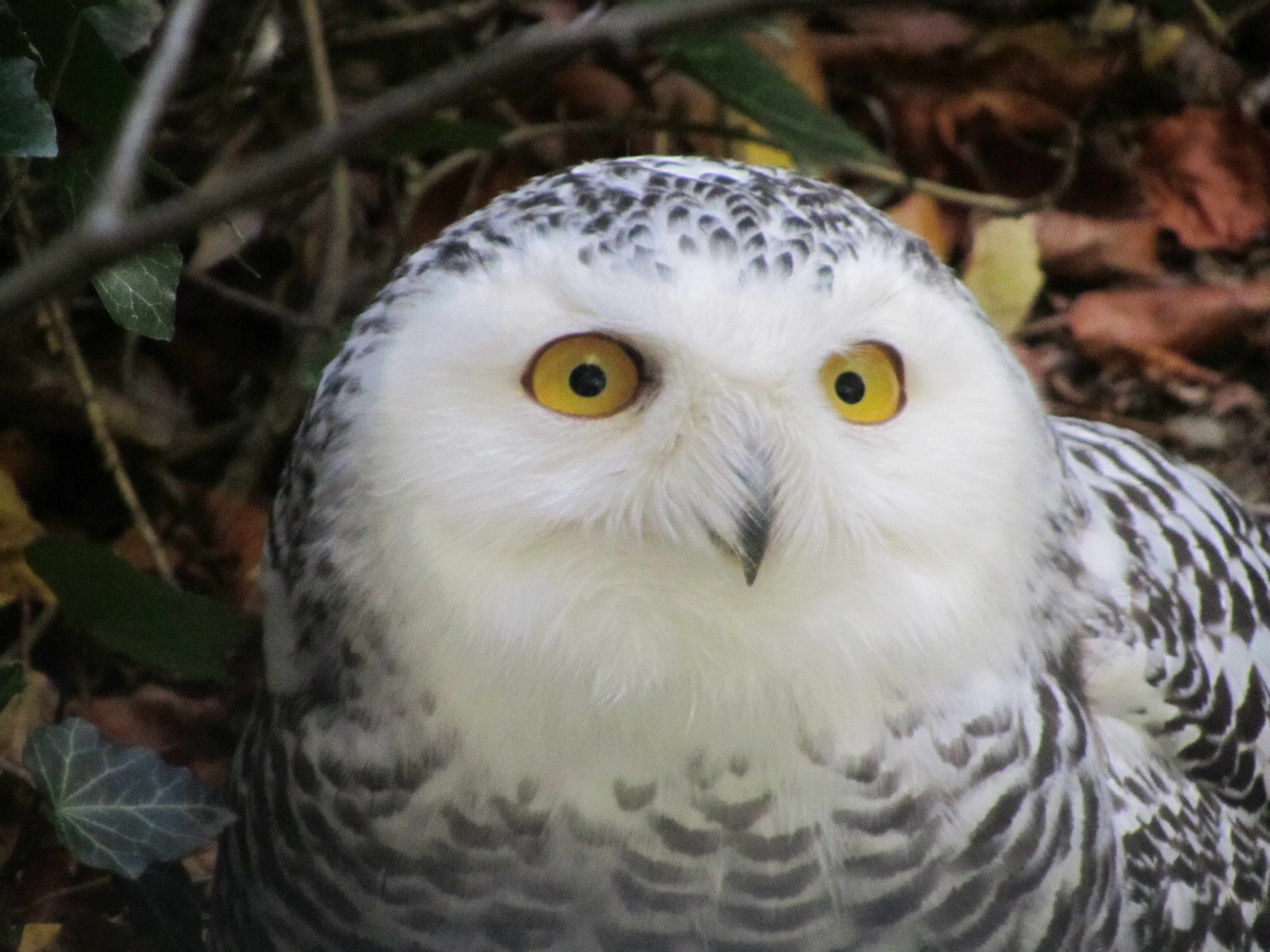 GERMAN SNOWY OWL