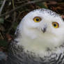 GERMAN SNOWY OWL