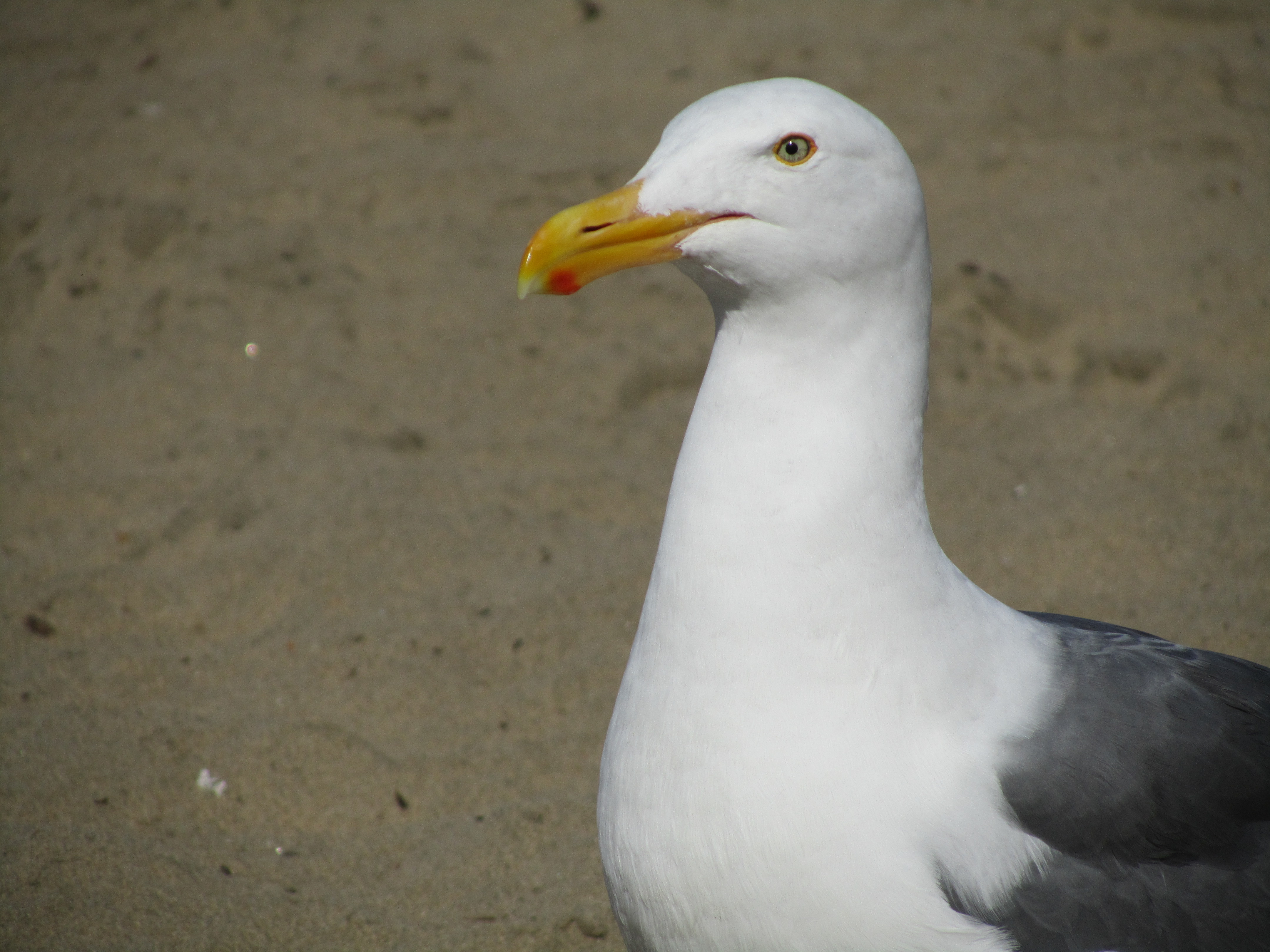 SF SEAGULL