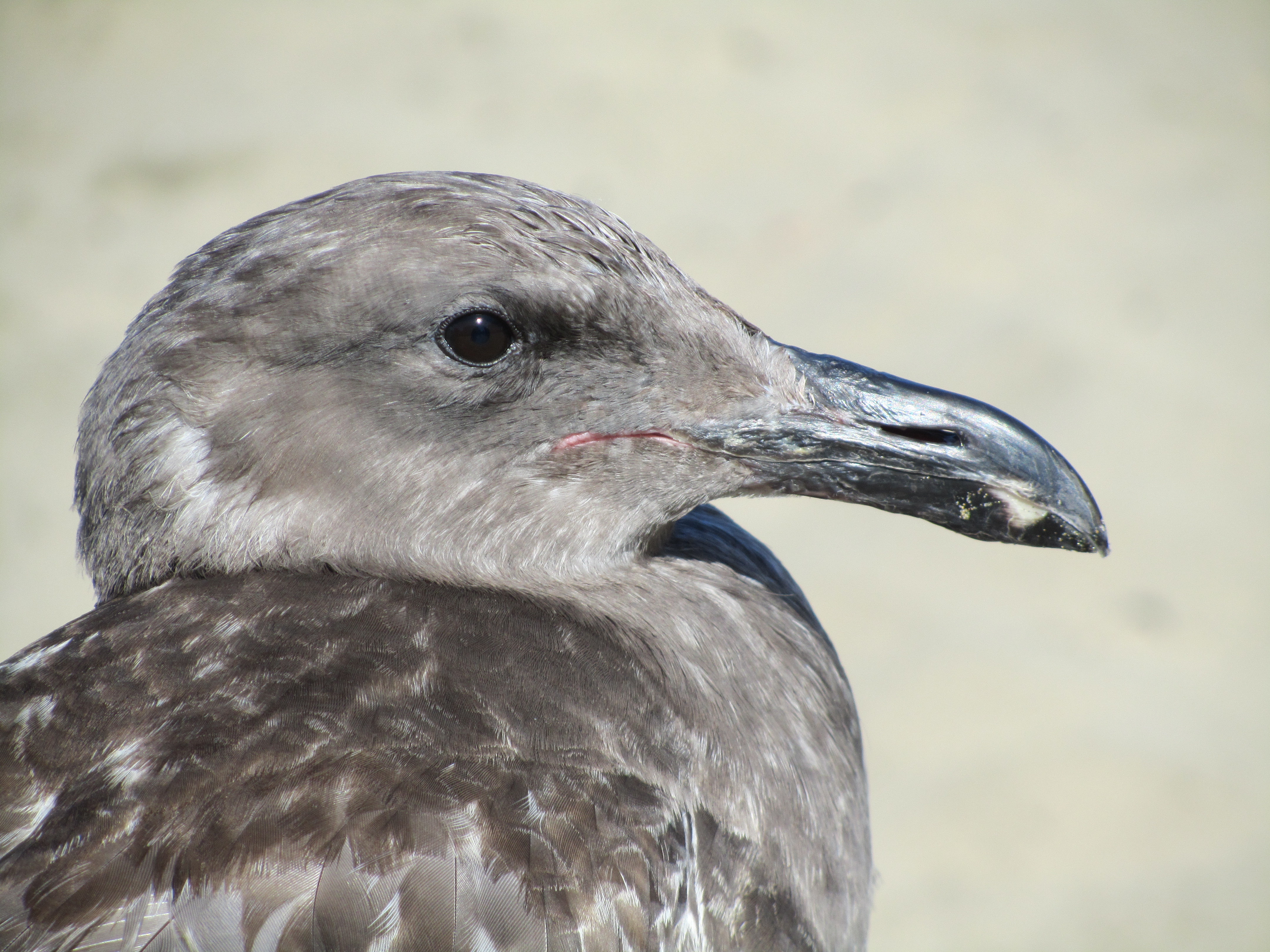 SF SEAGULL