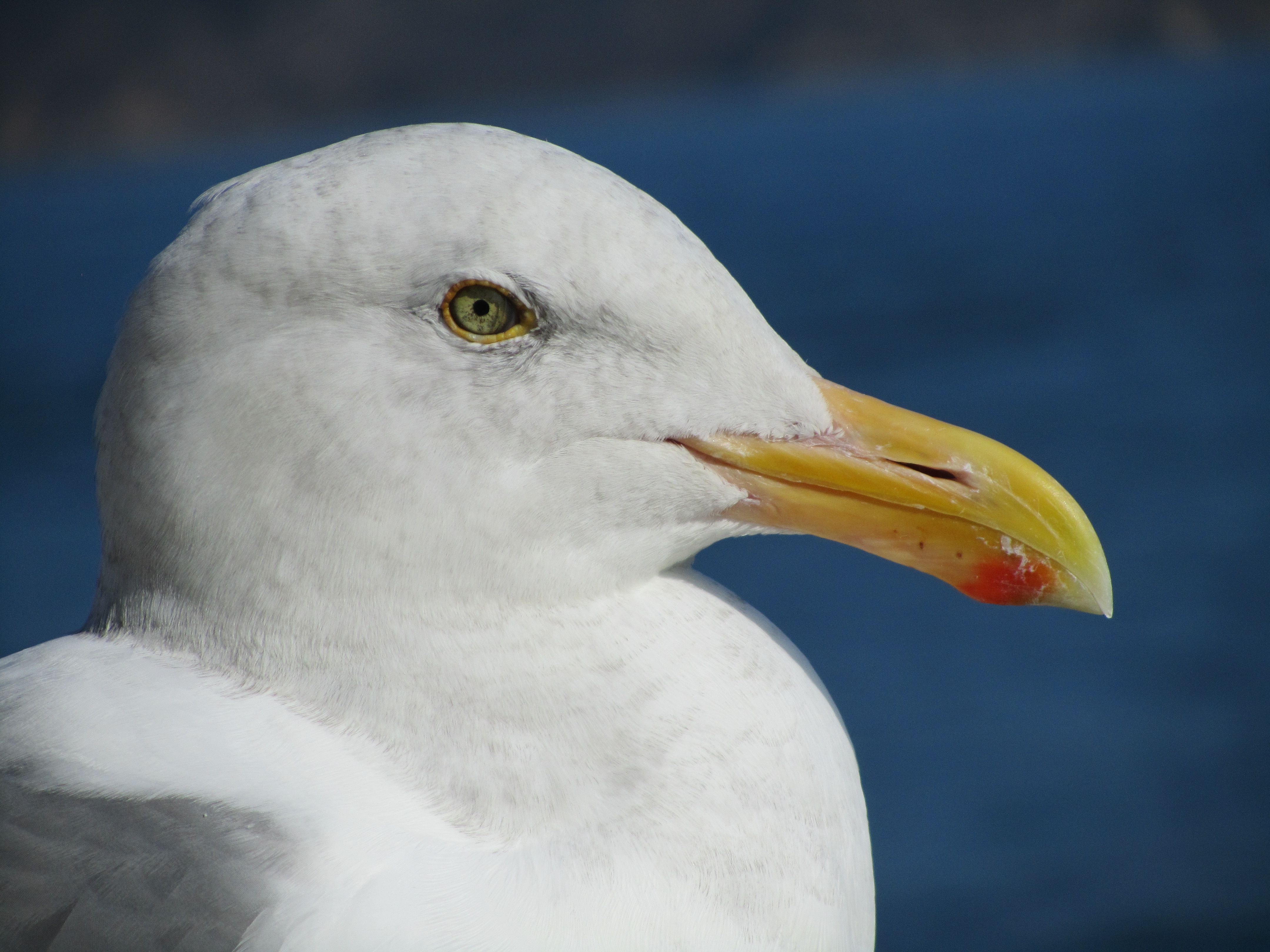 SF SEAGULL