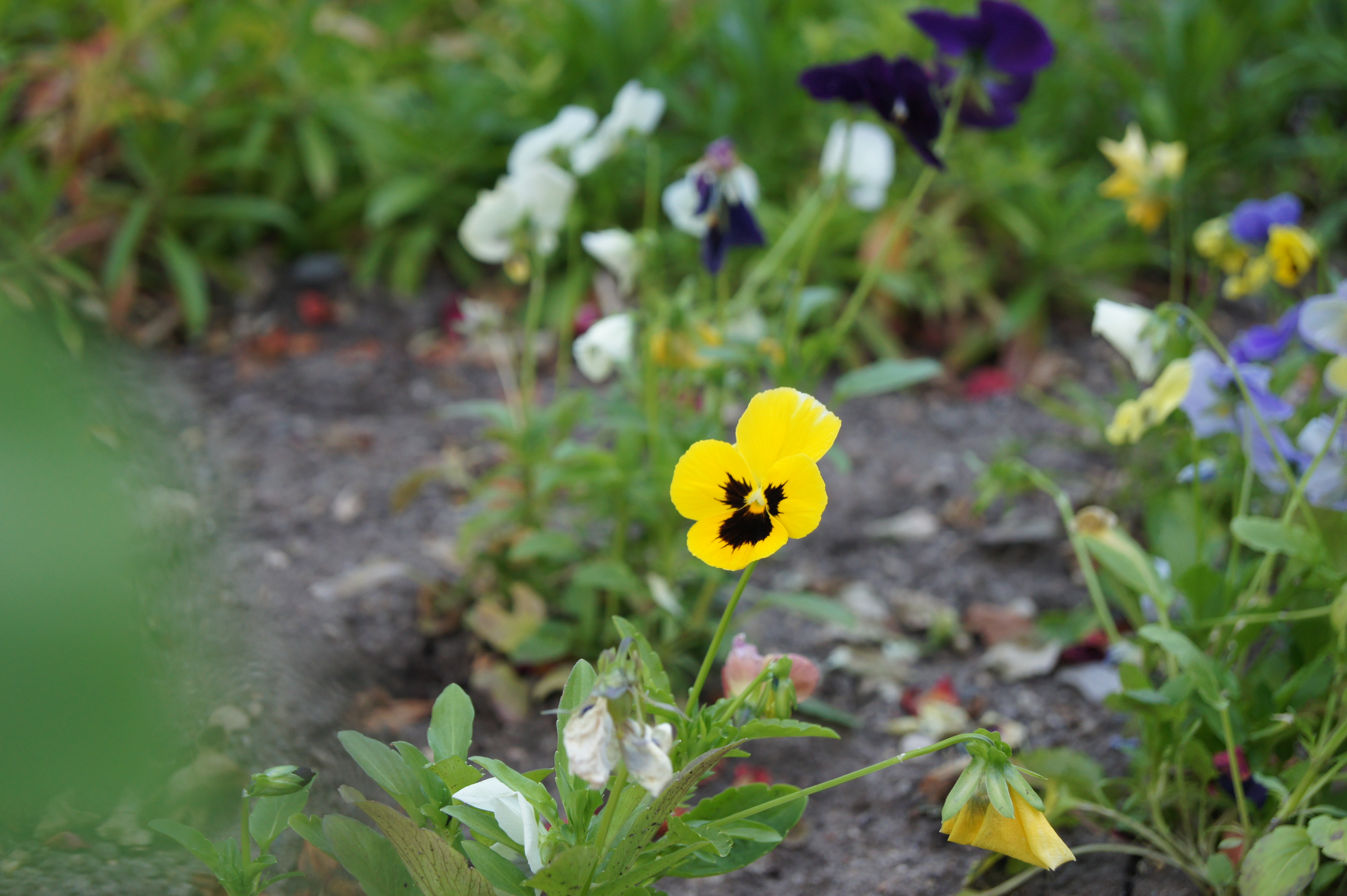 GARDEN | FLOWERS