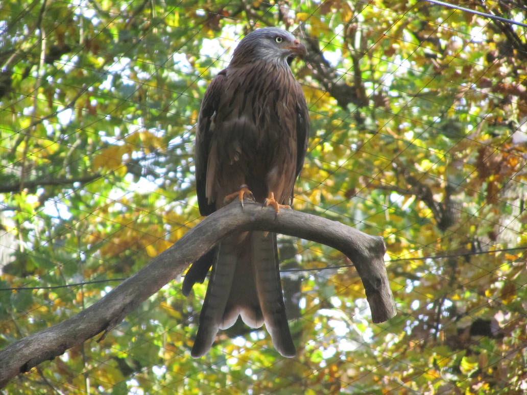 German Map Hawk GERMAN HAWK by CHRISwillar on DeviantArt