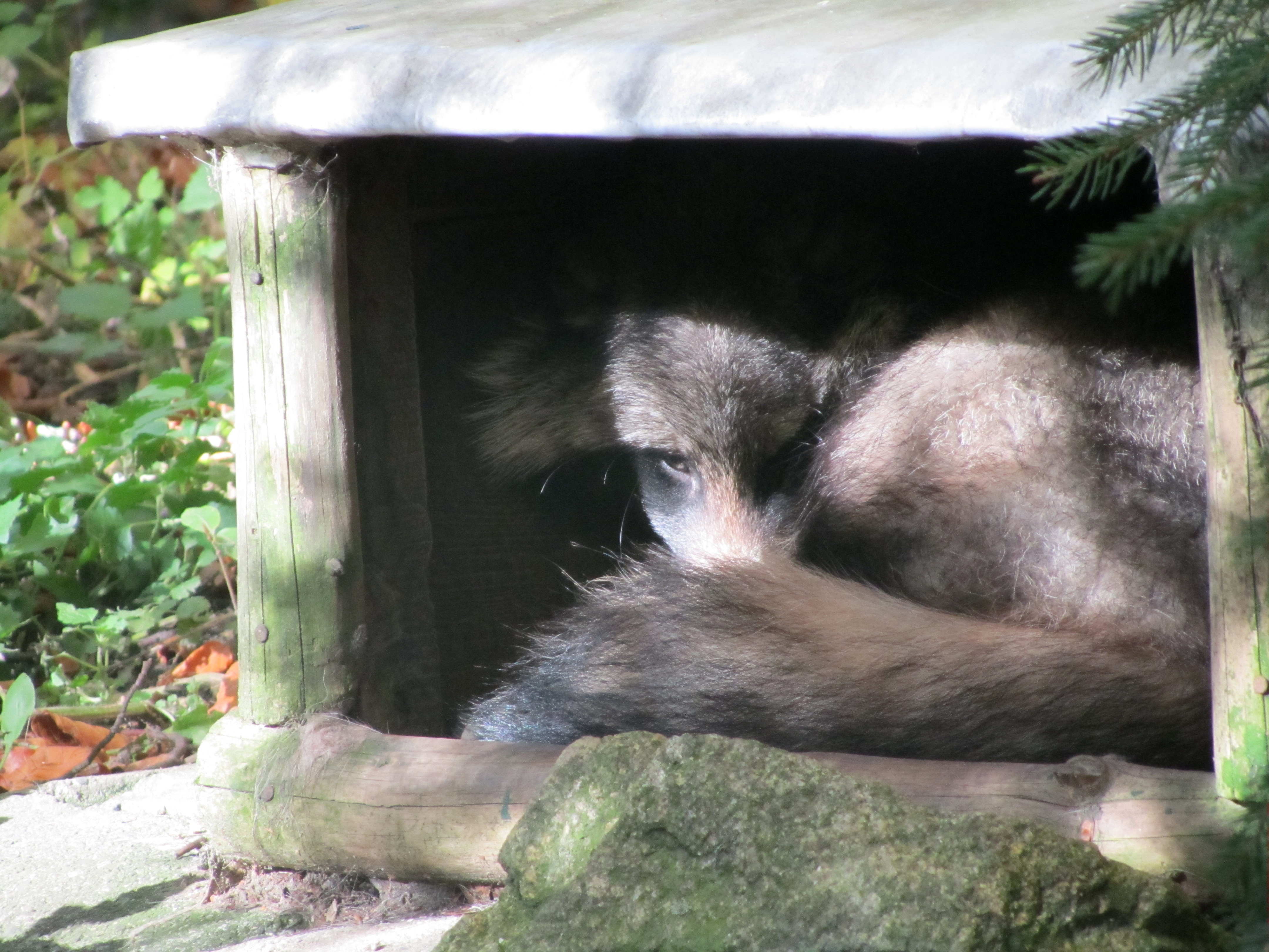 GERMAN RACCON DOG