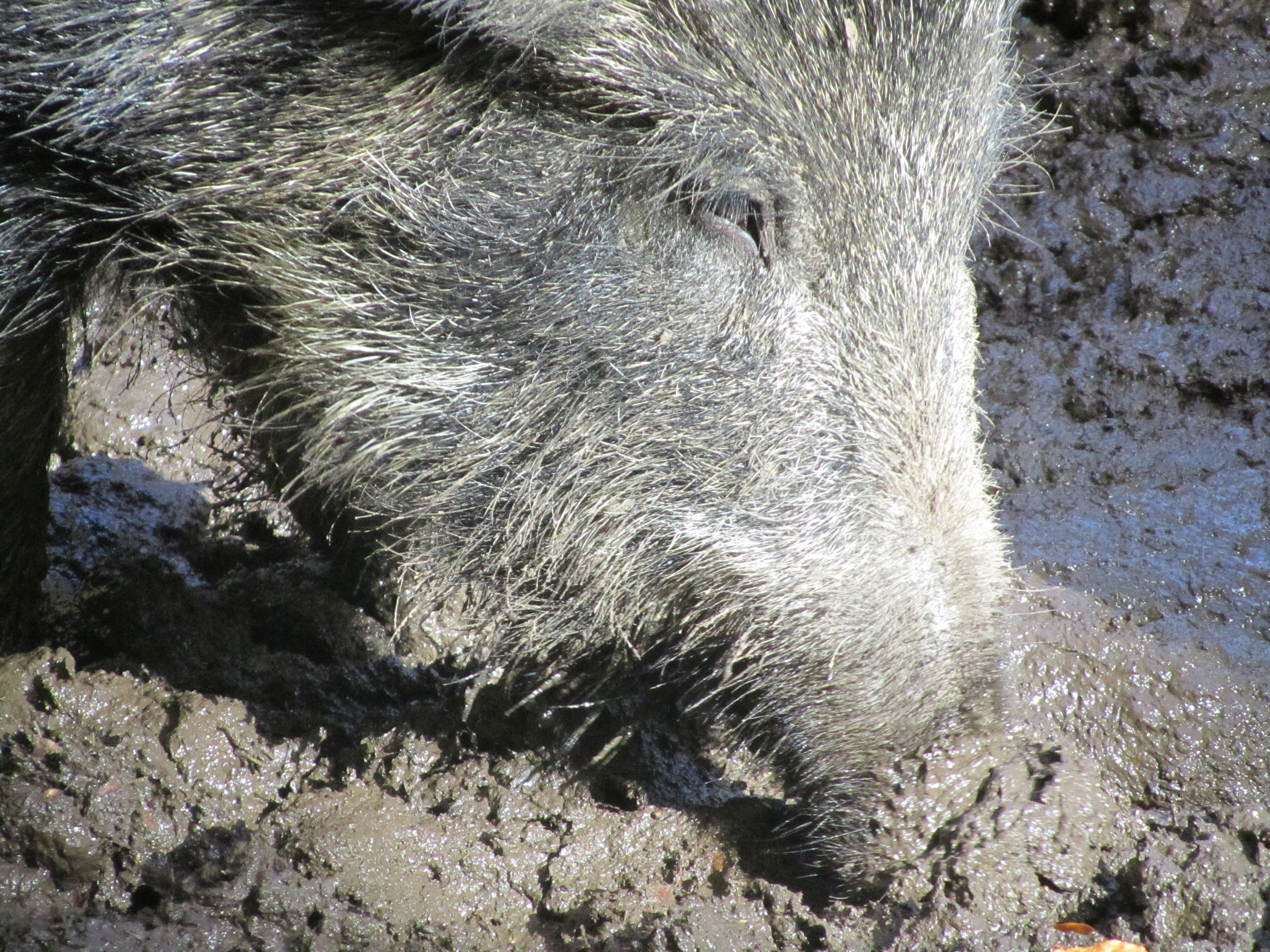 GERMAN WILD BOAR