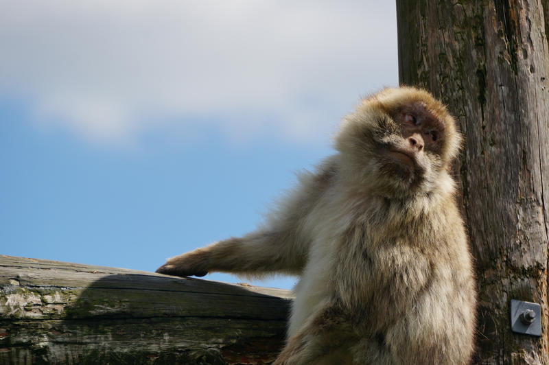 G-ZOO BARBARY MACAQUE