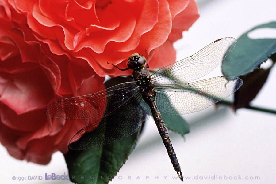 Dragonfly and Roses