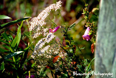 Delicate Pink