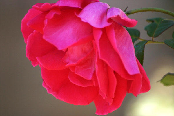 Israeli Rose by LaurenH88 on DeviantArt