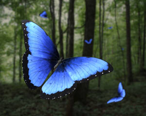 Butterfly