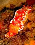 Bright Orange Nudibranch by underwater-girl