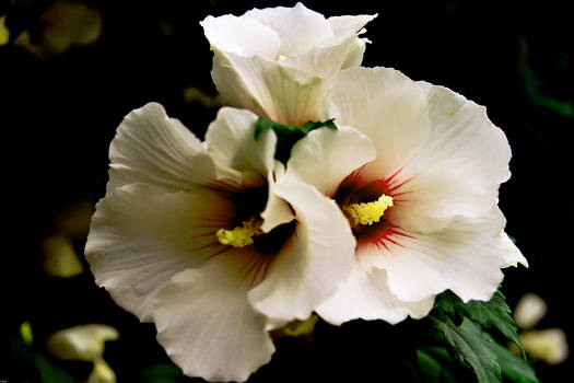 Hibiscus