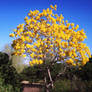 yellow tree on a blue sky