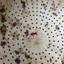 Fish print