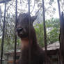 Goat in Beijing Zoo