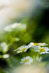 Depth of Field Experiment by rapidvision