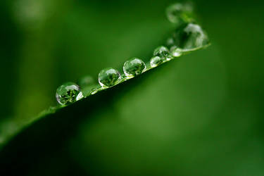 Green by rapidvision