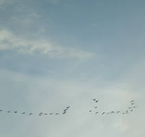 Birds in a cold sky