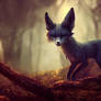 Lure of the Trickster Fox