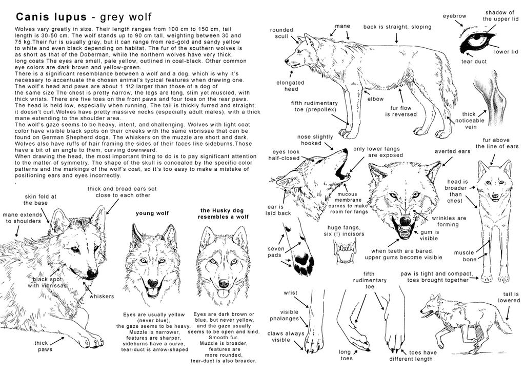 Wolves Claws Wolf anatomy by xConcentrated-Apples on DeviantArt