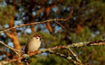 Tree Sparrow by niksuo