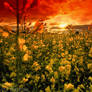 field of the sun
