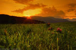 quintessence by photo-earth