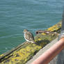 FRIENDLY TURNSTONE