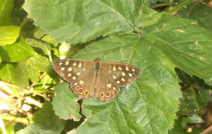SPECKLED WOOD BUTTERFLY