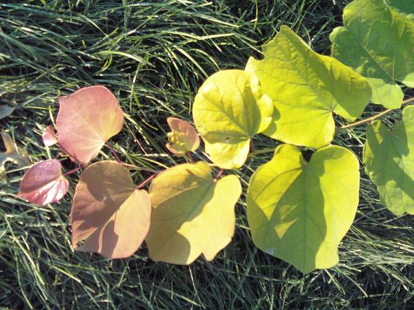 rainbow leaves