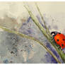 ladybird