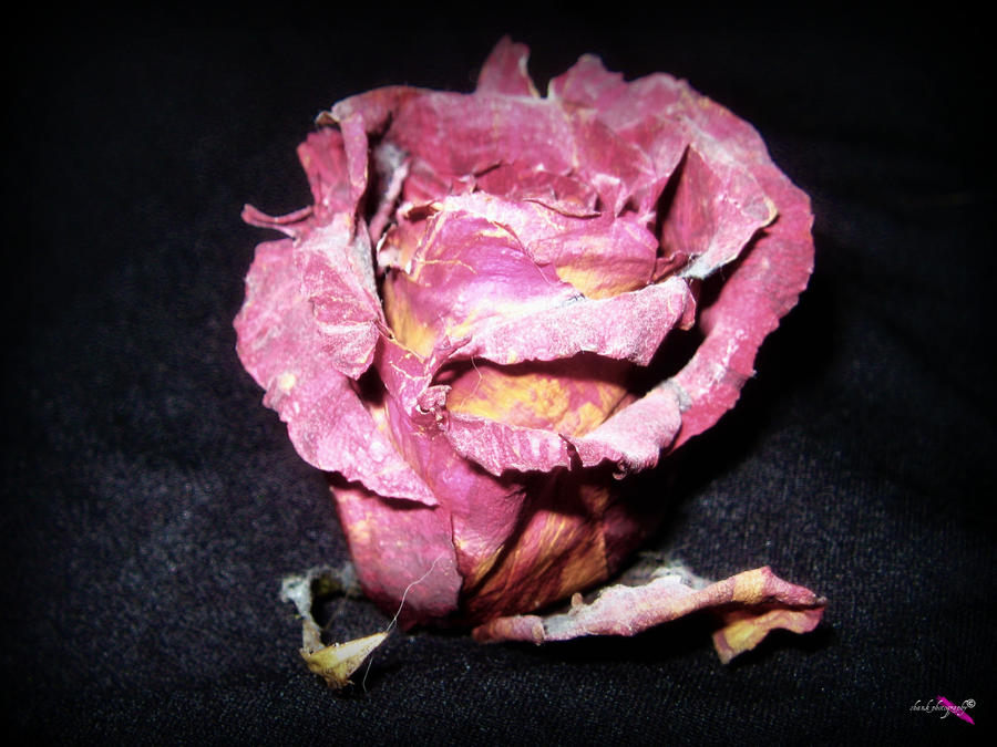 Petrificus Totalum by shankphotography0113 on DeviantArt