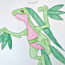 Grovyle 