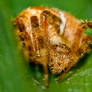 Araneus diadematus ( European Garden Spider)
