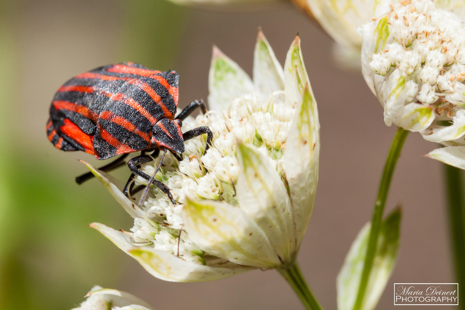 Italian Striped-Bug