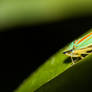 Rhododendron leafhopper (Graphocephala fennahi) II