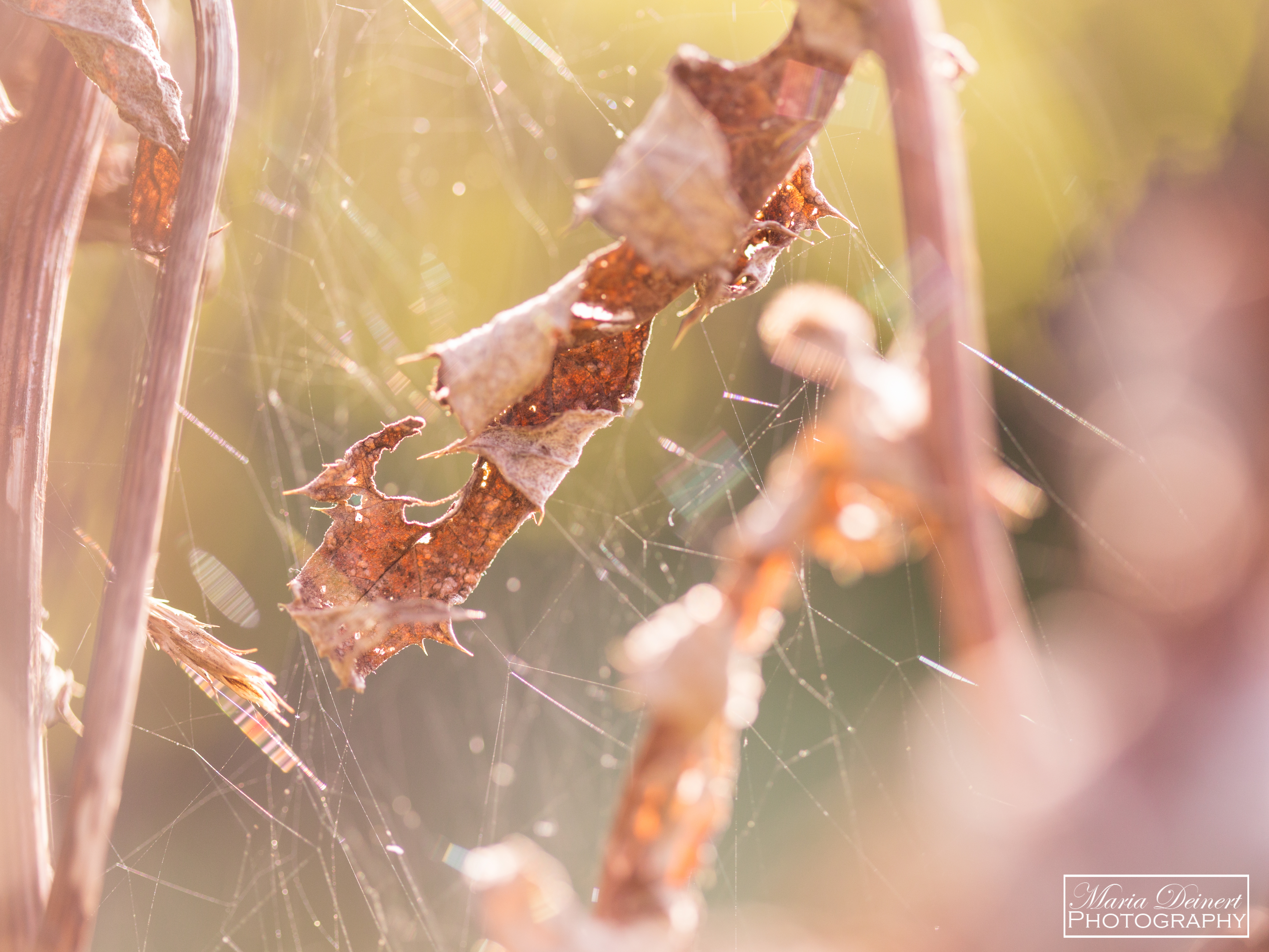 Herbstgespinste