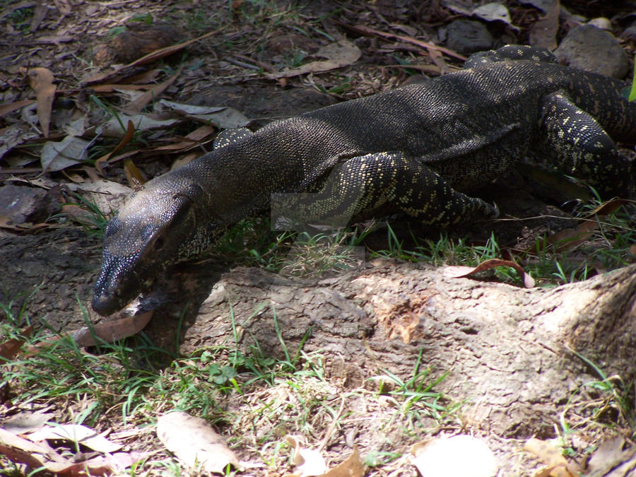 Camping - Lace Monitor