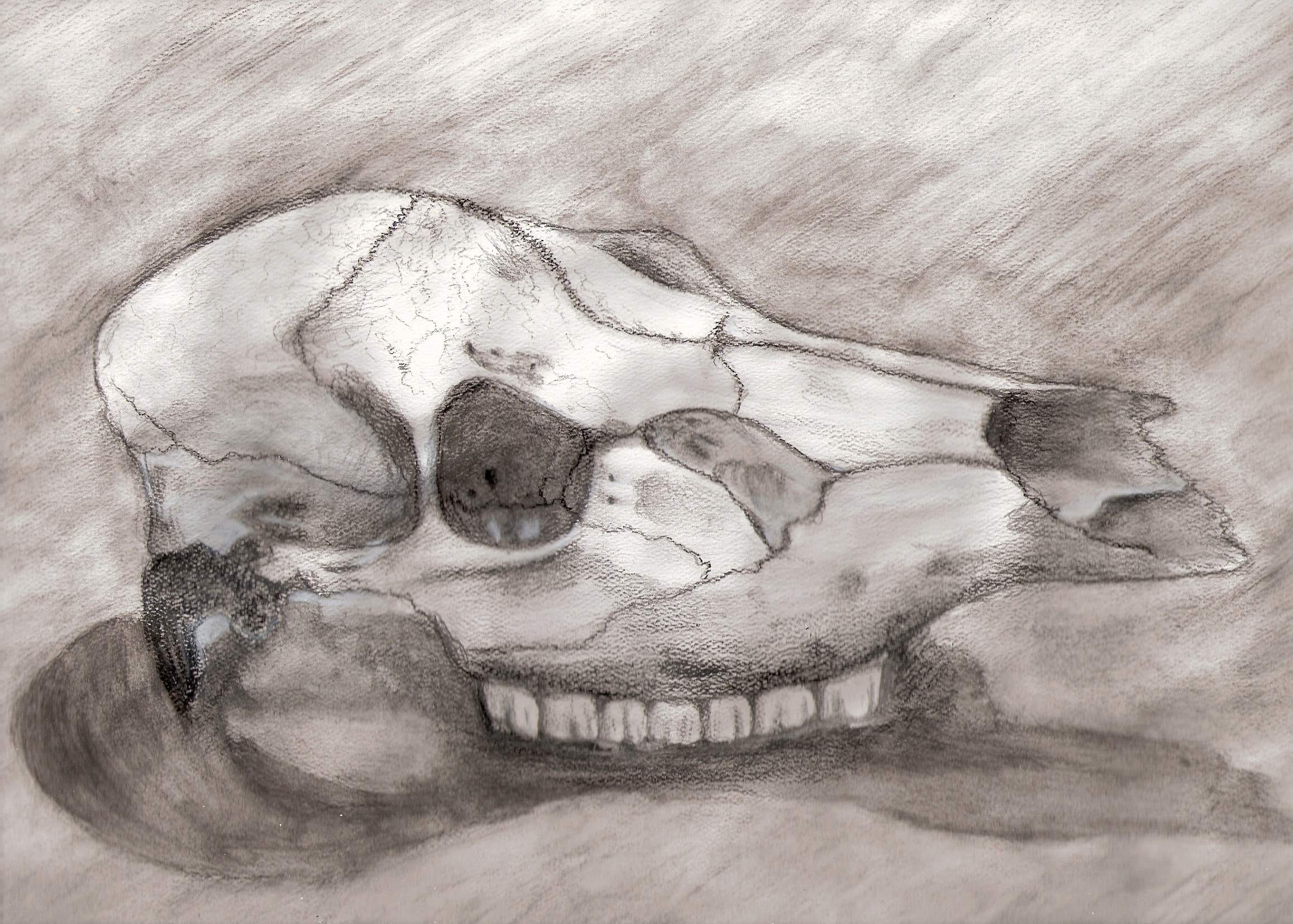 Charchoal skull