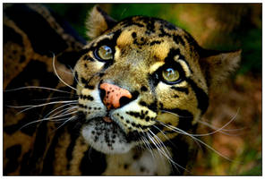 Clouded Leopard