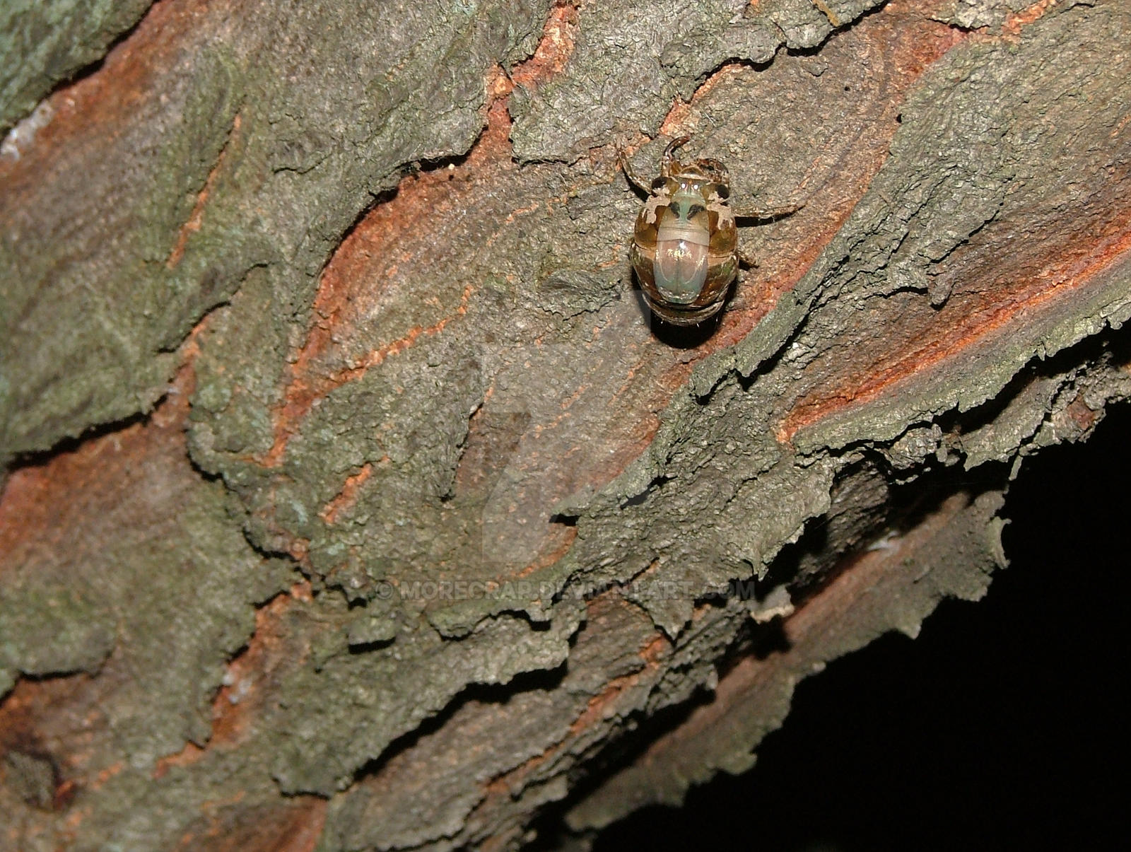 Emerging Cicadas