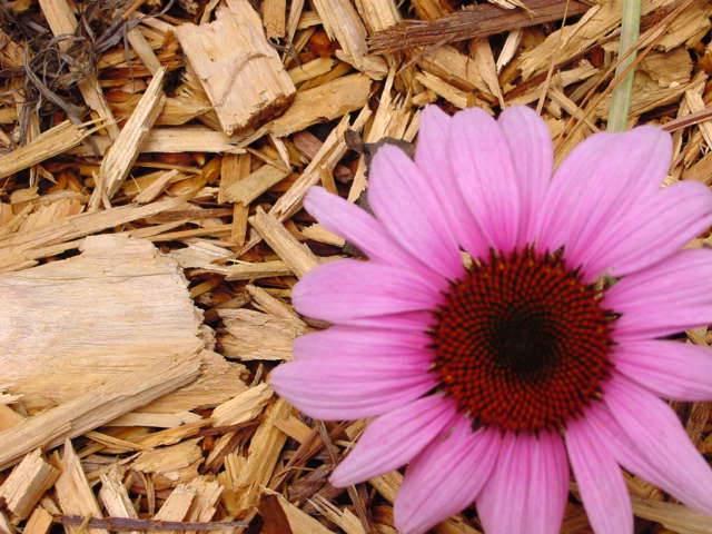 bloom on wood chips