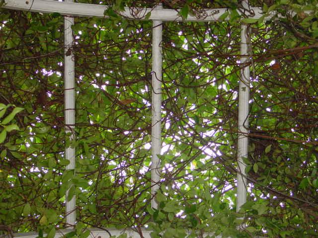 arbour vines