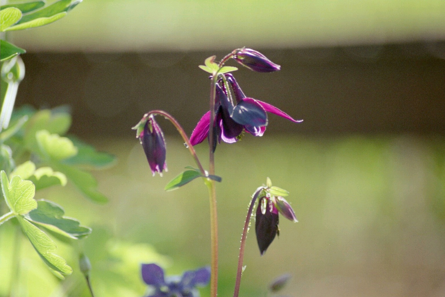 Violet Silence