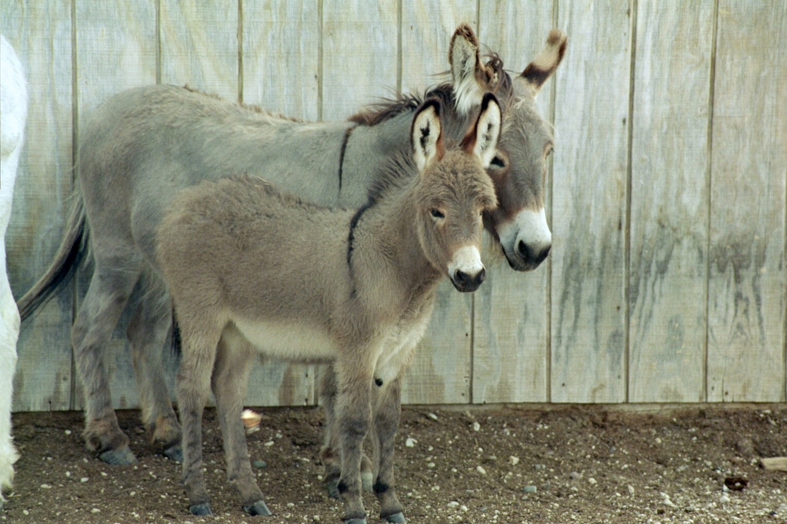 donkeys 01