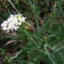 White flower