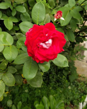 Red rose