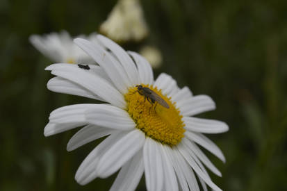 Fly on Oxeye daisy!