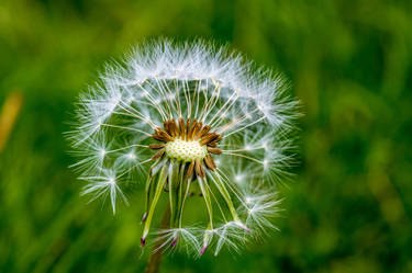 Like a Dandilion in the wind