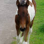 Cute foal    -   baby horse